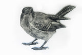 Am I being told off (butcherbird) 2022